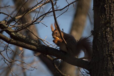 A red squirrel sits on a tree branch and eats bread. Spring Park.の写真素材
