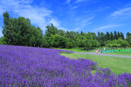 Lavender fields of Sapporo city parkの写真素材
