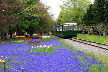 Sapporo Yurigahara Park trainの写真素材