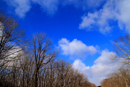 Wild forest of winter in Hokkaidoの写真素材