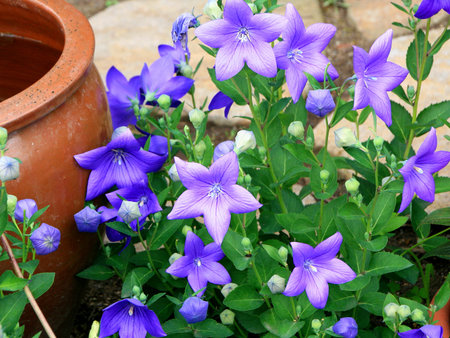 hokkaido furano tomita farm flowerの写真素材