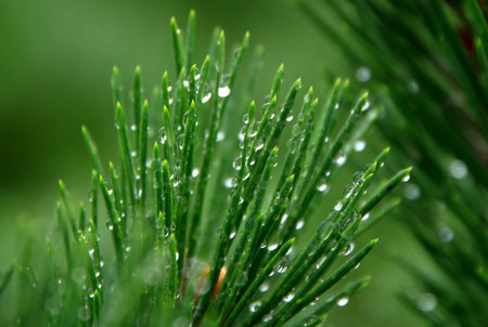 sapporo park Pine tree wet with dew