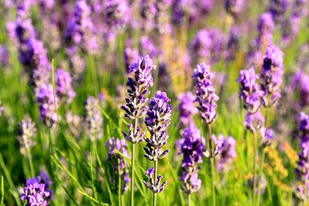Lavender bloom by the roadside of Sapporoの写真素材