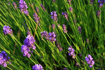 Lavender bloom by the roadside of Sapporoの写真素材