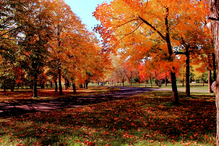 Park in Sapporo in autumnのeditorial素材