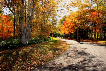 Park in Sapporo in autumnのeditorial素材