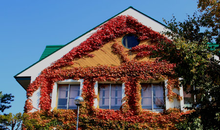 A house with ivy tangles