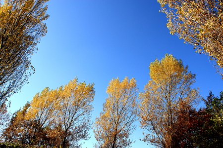 Autumn of the park in Sapporoの写真素材