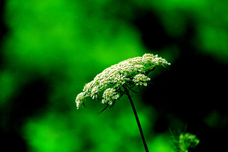 Summer where field flowers bloom