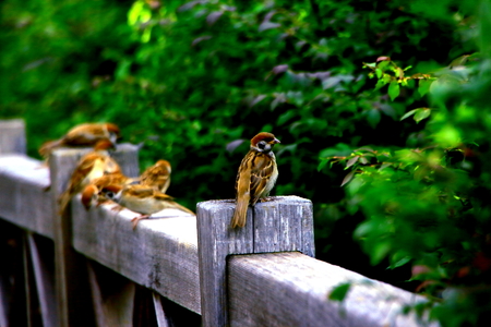 Sparrow rests placeの写真素材