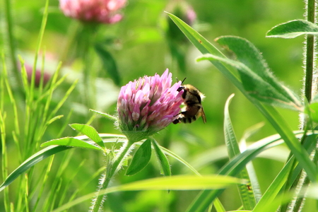 Buff-tailed bumblebee and cloverの写真素材
