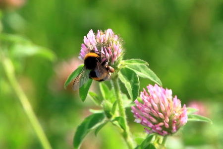 Buff-tailed bumblebee and cloverの写真素材