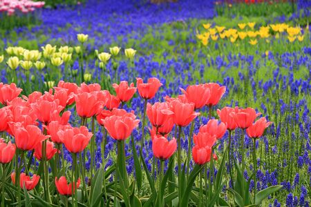 Park landscape and plants in Sapporoの写真素材