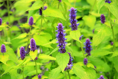 Sapporo Yurigahara Park in springの写真素材