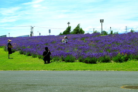 Sapporo citizen's park, lavender fieldのeditorial素材