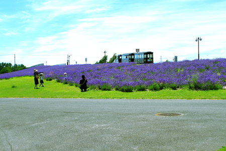 Sapporo citizen's park, lavender fieldの写真素材
