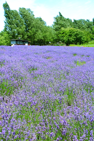 Sapporo citizen's park, lavender fieldの写真素材