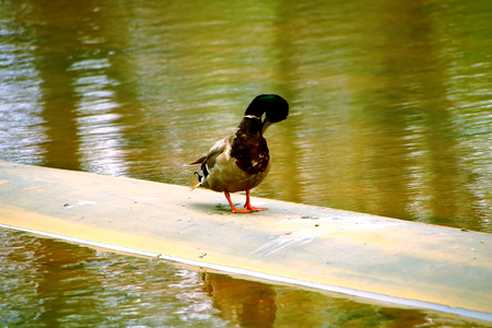 Ducks resting their feathers in spring canal at Sapporo Maeda Forest Parkの写真素材