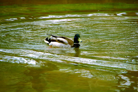 Ducks resting their feathers in spring canal at Sapporo Maeda Forest Parkの写真素材