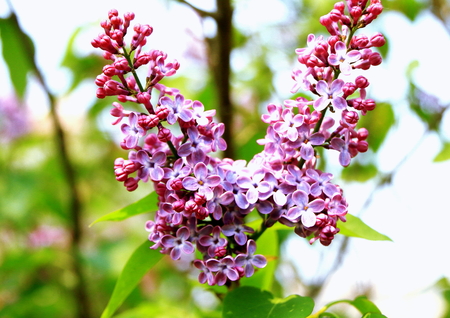Lilac flowers blooming in the park of Sapporoの写真素材