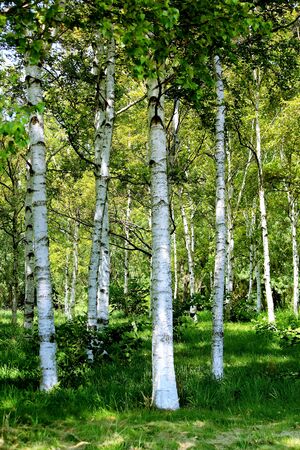 Summer scenery of Maeda forest park in Sapporo cityの写真素材