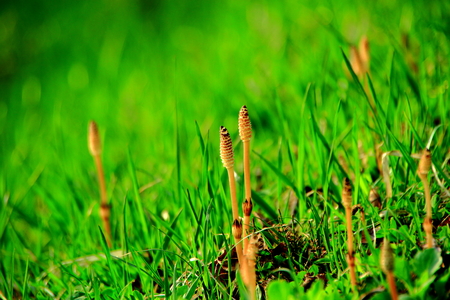 Sapporo spring, the landscape is in bloom horsetail in walkingの写真素材