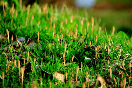 Sapporo spring, the landscape is in bloom horsetail in walkingの写真素材