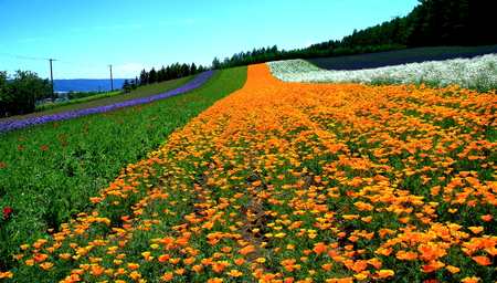 Scenery of Furano Tomita Farm in Hokkaidoの写真素材