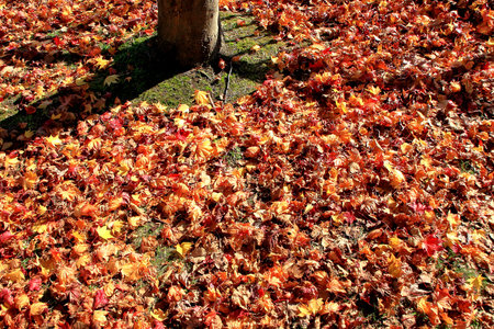 Scenery of autumn leaves near Hokkaido Sapporo