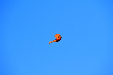 A kite dancing in the blue skyの写真素材