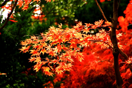 Park in Sapporo, the landscape of Hiraoka Gree Center in autumnの写真素材