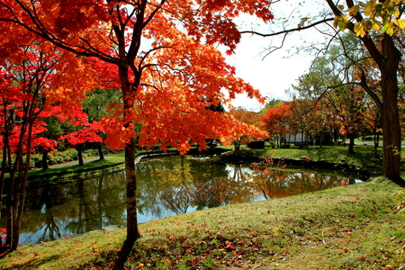 Autumn scenery of the park in in Hokkaido, Sapporoの写真素材