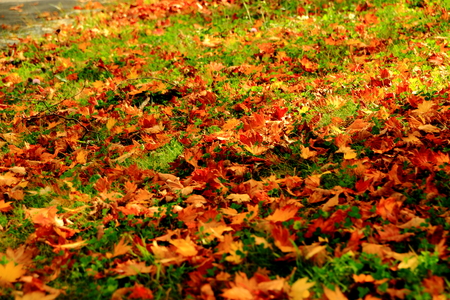 In Hokkaido in Sapporo in in Hokkaido pioneering village, autumn leaves sceneryの写真素材
