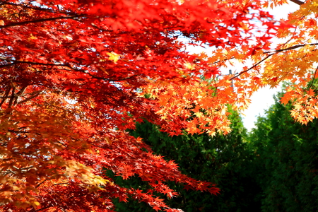 The autumnal leaves of the Japanese garden in in Hokkaido, Sapporoの写真素材