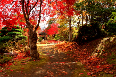 The autumnal leaves of the Japanese garden in in Hokkaido, Sapporoの写真素材
