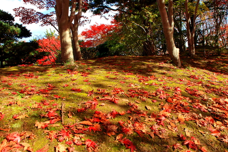 The autumnal leaves of the Japanese garden in in Hokkaido, Sapporoの写真素材