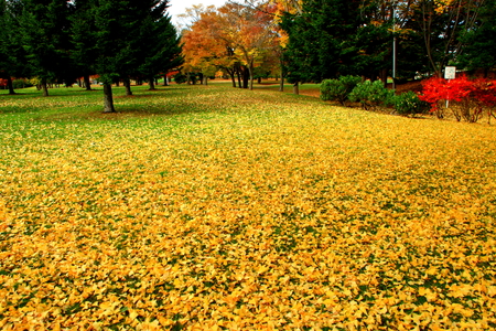 Sapporo, autumn landscape of Nakajima Park,の写真素材