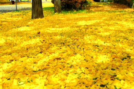 Sapporo, autumn landscape of Nakajima Park,の写真素材