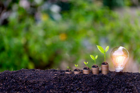 Savings growth concept,plant sprouting from the ground with green  background.の写真素材