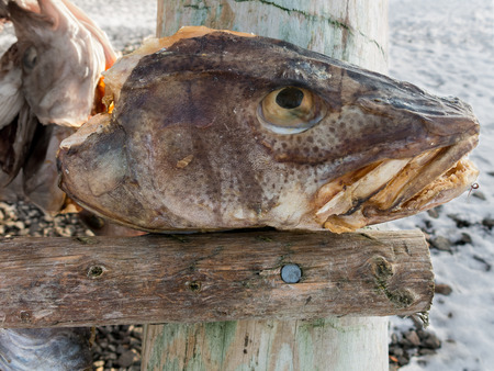 Head of stockfish drying on rack in Svolvaer, Lofoten Islands, Norwayの写真素材