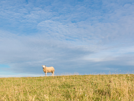 Portrait of one sheep standing in the grass of polder dyke, Netherlandsの写真素材