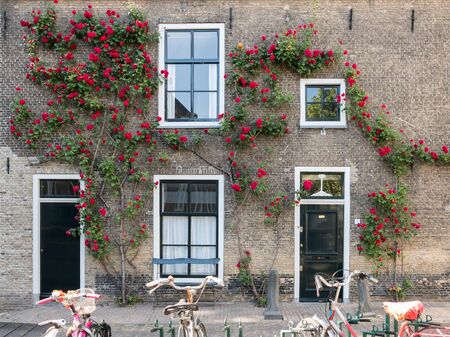 GOUDA, NETHERLANDS - JUNE 10, 2015: House wall with front doors, windows and climbing rose, parked bicycles, in the old centerのeditorial素材