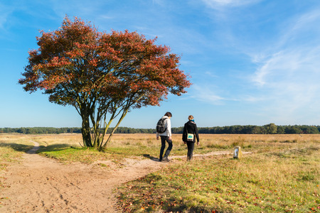 People walking on footpath over heathland in autumn, Netherlandsの写真素材