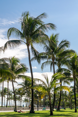 People and palm trees on South Beach Boardwalk in Miami Beach, Florida, USAのeditorial素材