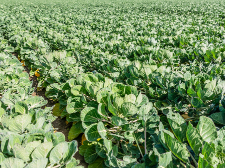 Field of brussels sprouts plants in Flevoland polder, Netherlandsの写真素材