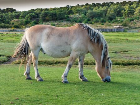 Norwegian Fjord horse grazing on the West Frisian island of Vlieland, Netherlandsの写真素材