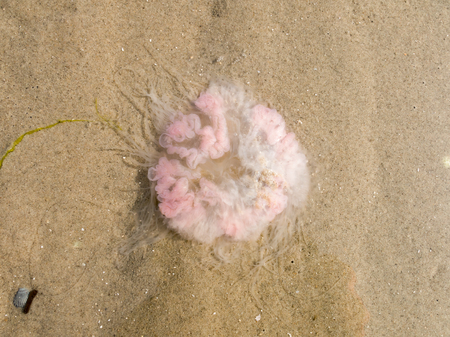 Jellyfish on sand of the wetlands of the Dutch Wadden Sea, Netherlands