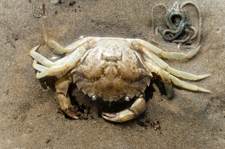 Skeleton of dead shore crab, carcinus maenas, on the sand at low tide of the Waddensea, Netherlands
