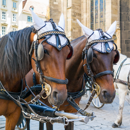Heads of two brown fiaker carriage horses on Stephansplatz in downtown Vienna, Austriaのeditorial素材