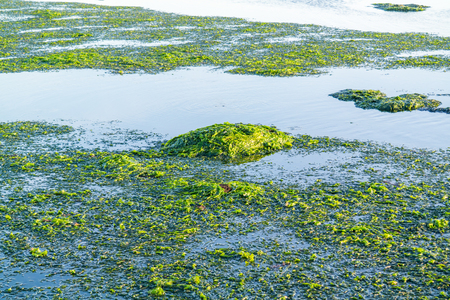 Floating sea lettuce, Ulva lactuca, on water surface at low tide of Waddensea, Netherlands